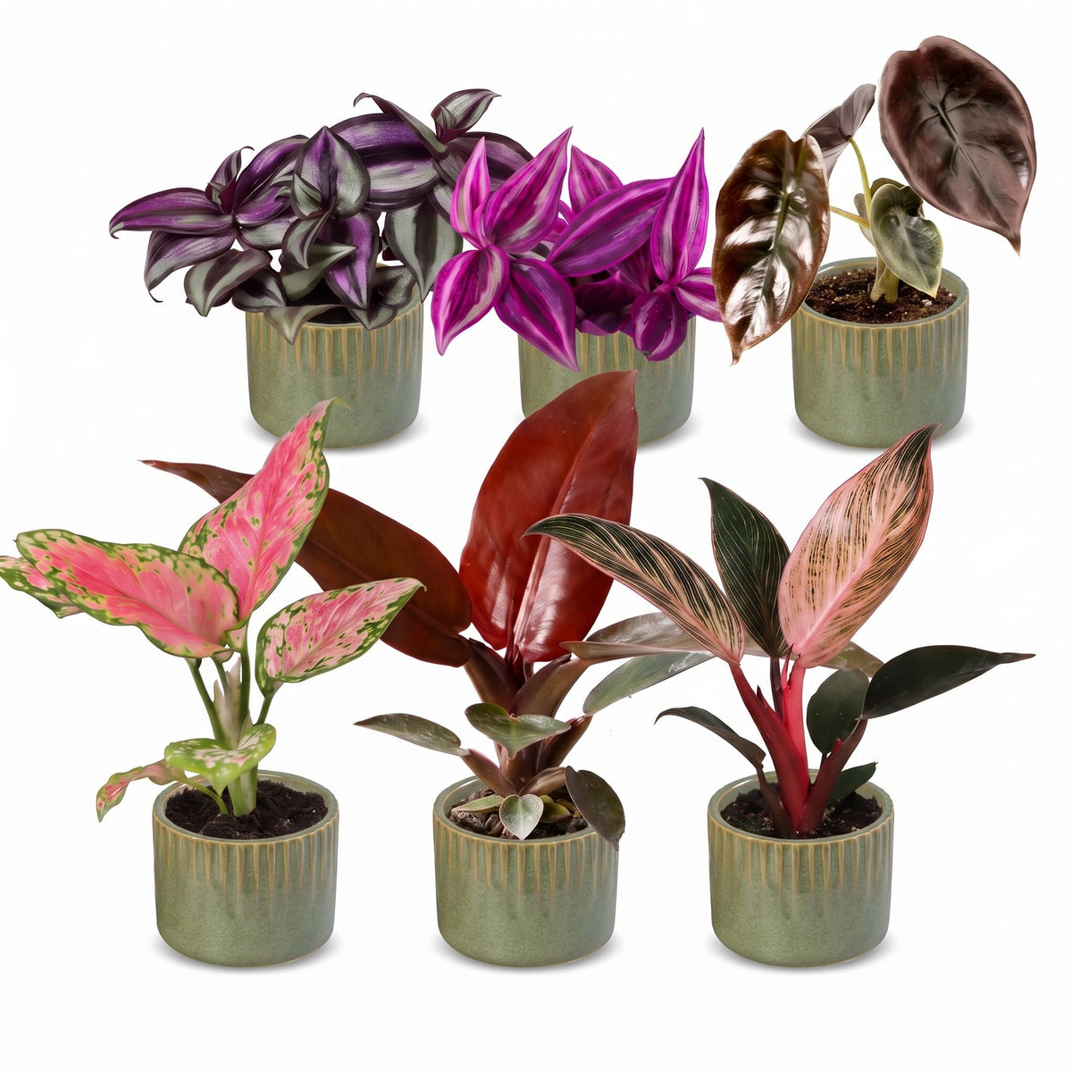 6× Babyplantjes Paradise Mix incl. Linnea Olive – Ø6 cm, 10–15 cm hoog – foto 2