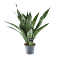 Sansevieria Aubrytniana Dragon (Bogenhanf) – Ø14 cm, 55 cm hoch