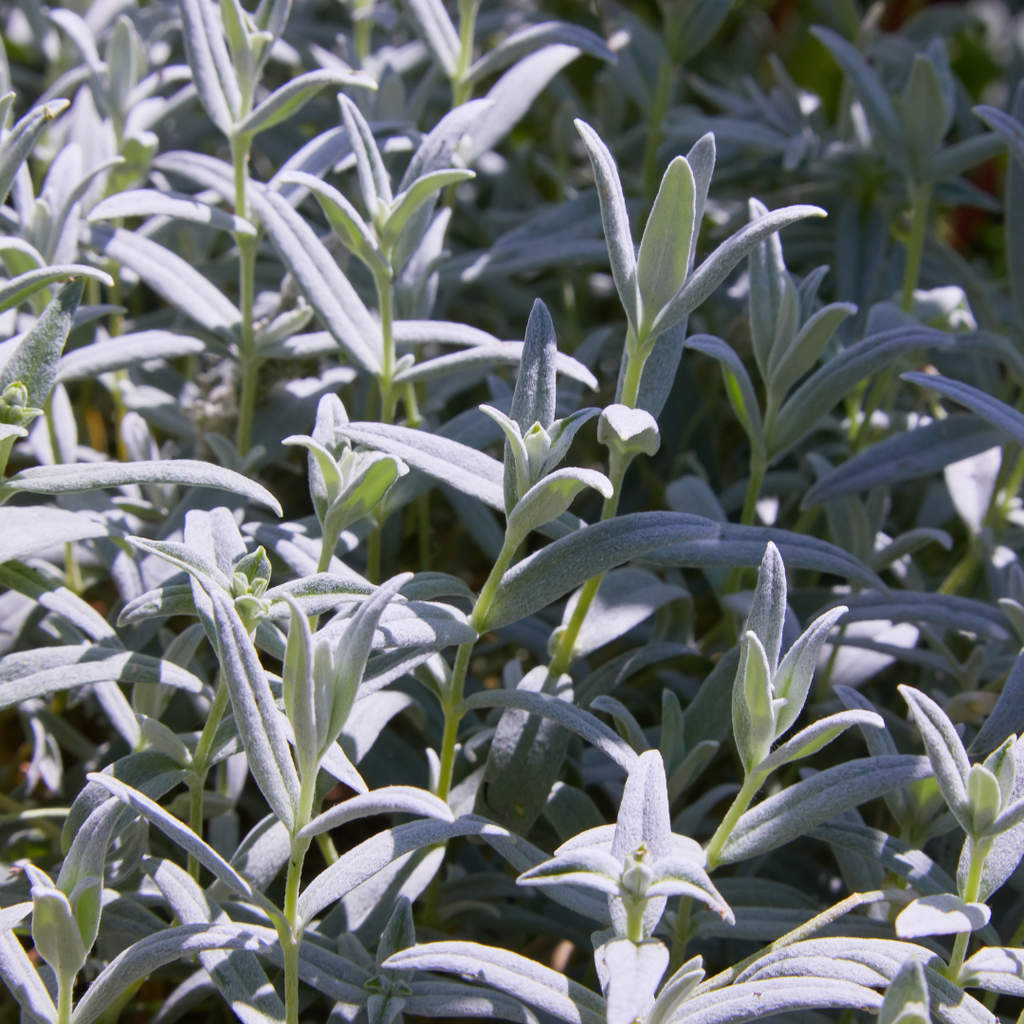 Cerastium tomentosum (Behaarte Schafgarbe) – 48 Pflanzen, Ø9 cm, 10–25 cm hoch – Bild 7