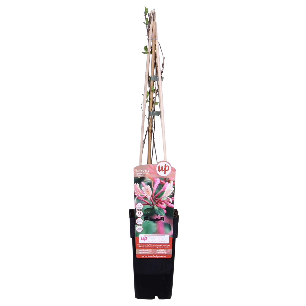 Lonicera periclymenum 'Belgica' (honeysuckle) – 4 plants, Ø15 cm, 65 cm high – photo 2