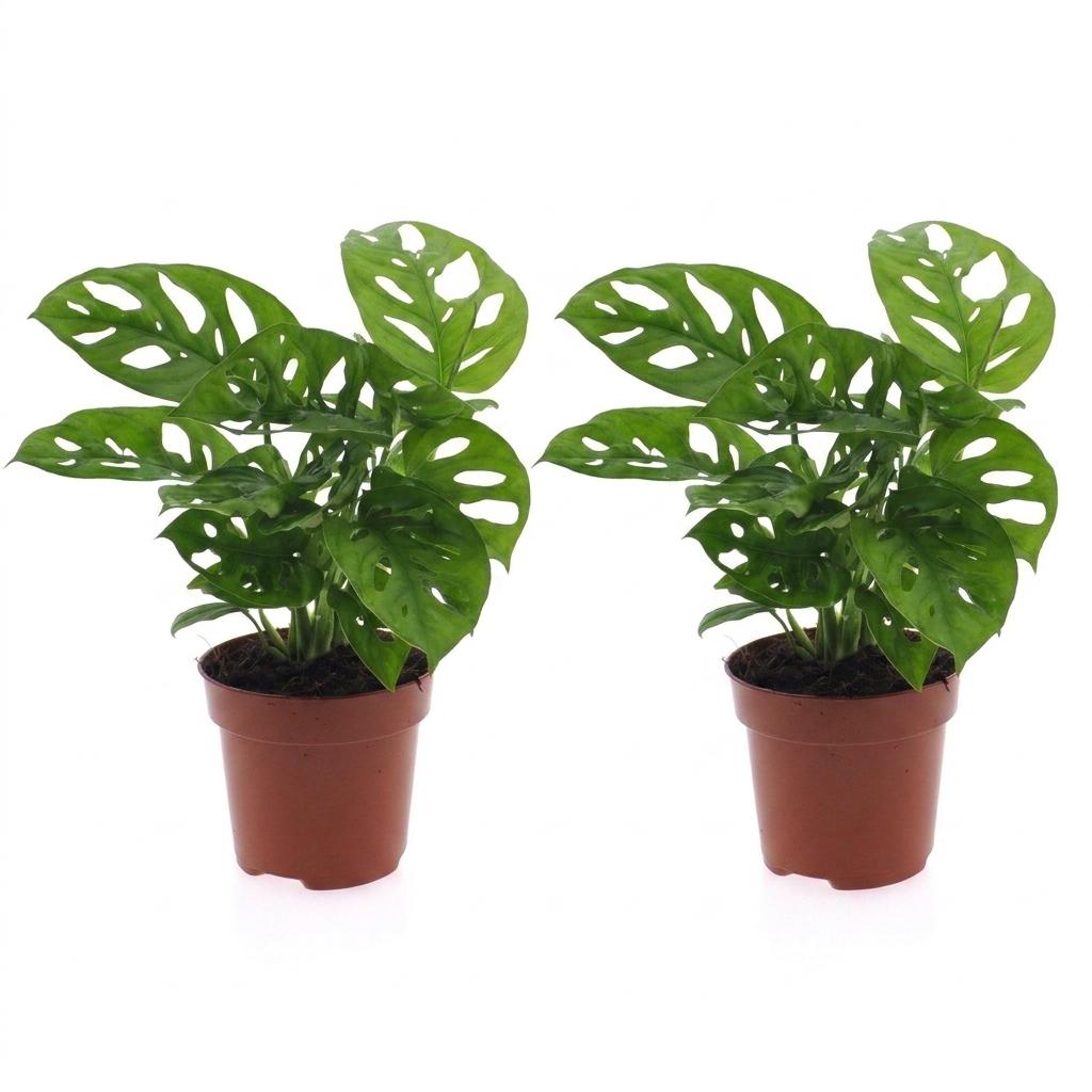 2× Monstera adansonii (Mini-Monstera) – Ø12 cm, 25 cm hoch