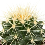 Kaktusmix (Cactaceae) – Ø6 cm, 13 cm høj