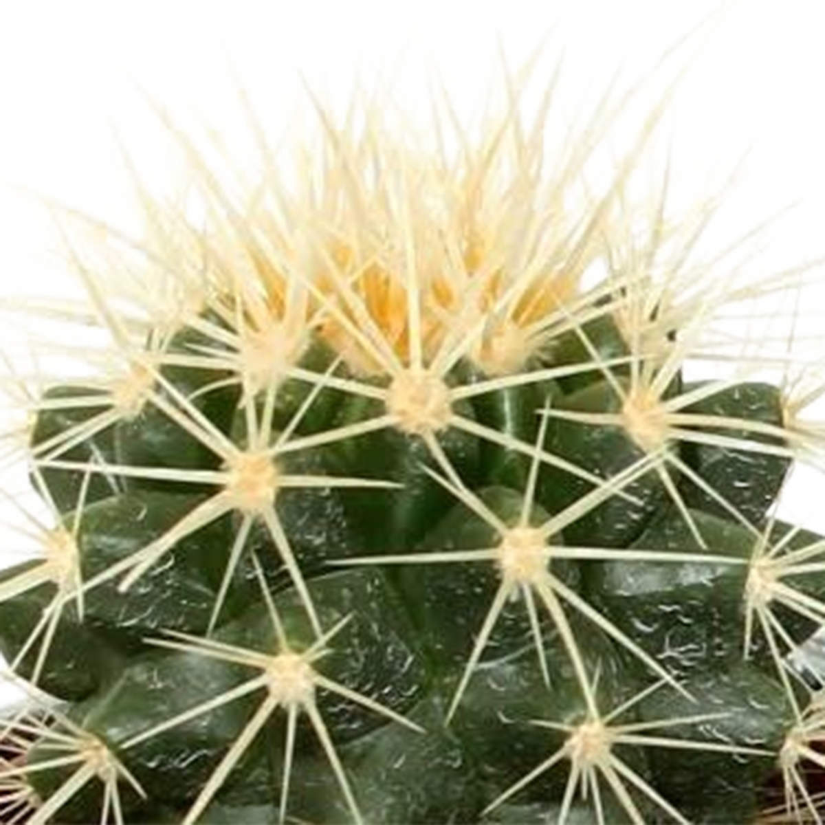 Kaktusmix (Cactaceae) – Ø6 cm, 13 cm høj
