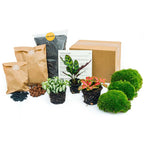 Calathea Lancifolia – Ø6 cm – recharge du kit de démarrage