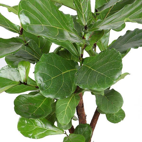 Verzweigter Ficus lyrata (Geigenfeigen) – Ø 27 cm, 140 cm hoch