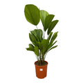 Licuala grandis (Fächerpalme) – Ø 19 cm, 90 cm hoch