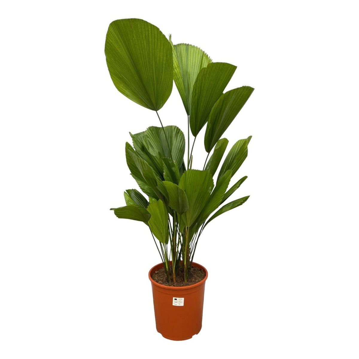 Licuala grandis (Fächerpalme) – Ø 19 cm, 90 cm hoch