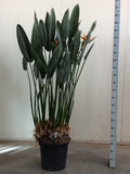 Strelitzia reginae XXL (paradijsvogelbloem) – Ø50 cm, 180 cm hoog