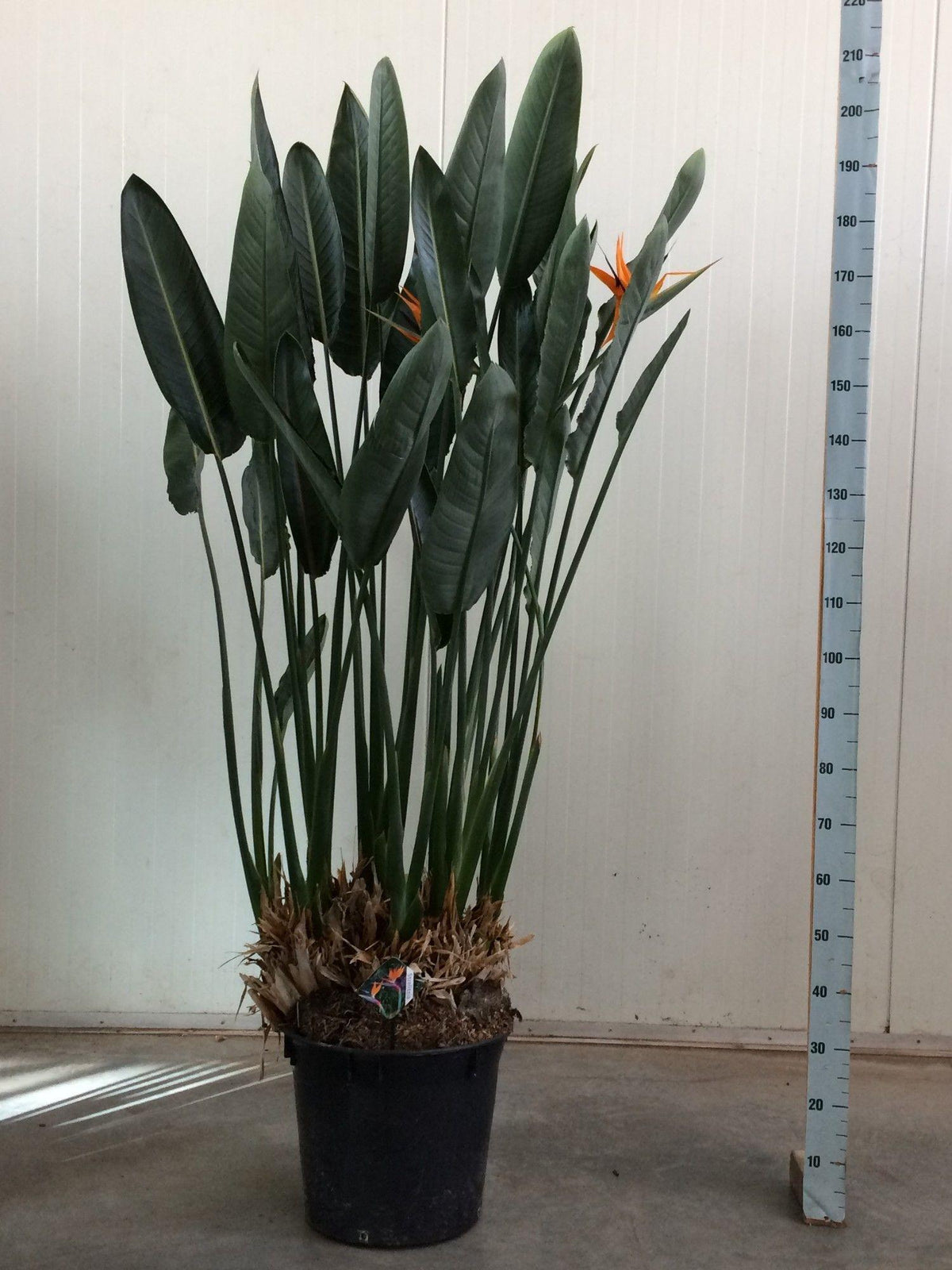 Strelitzia reginae XXL (paradijsvogelbloem) – Ø50 cm, 180 cm hoog