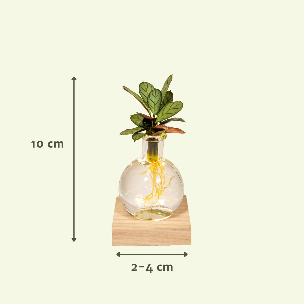 Calathea im Samoa-Glas – Ø 12 cm, 10 cm hoch