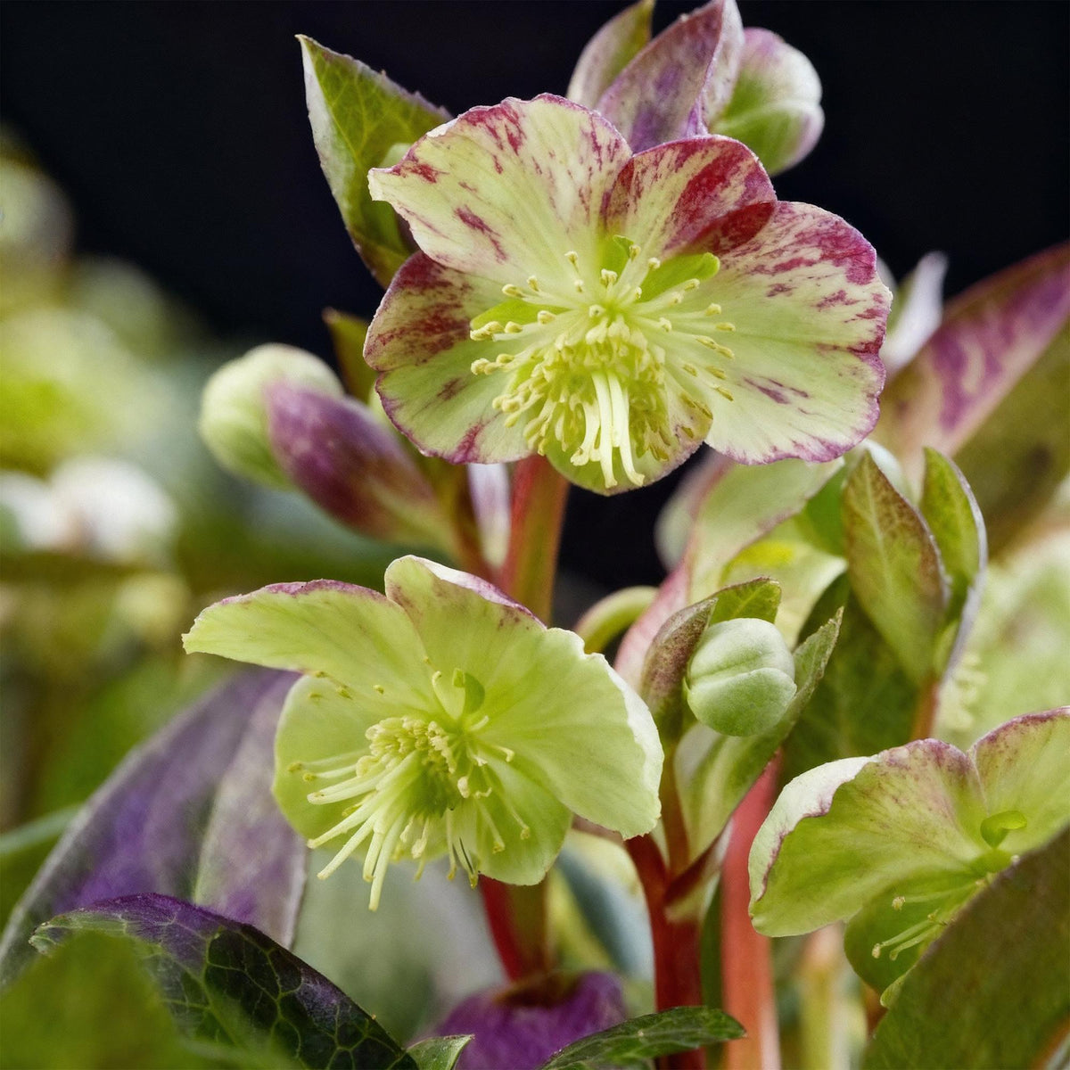 Helleborus lividus 'Purple Marble' (kerstroos) – 2 planten, Ø14 cm, 35 cm hoog – foto 4