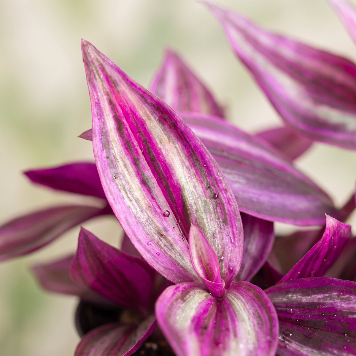 Tradescantia Pink Paradise® – Ø 6 cm, 5 cm hoch