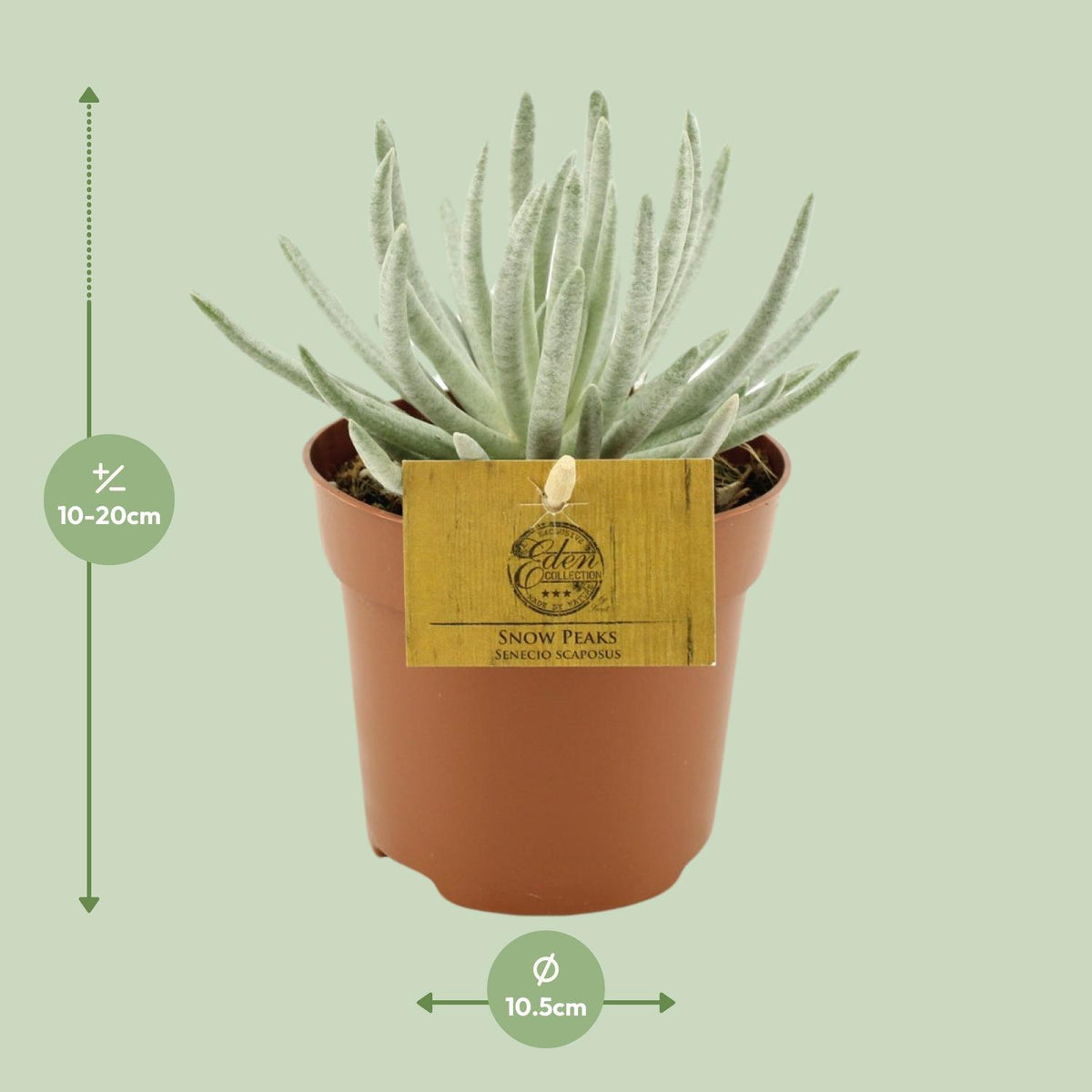 Senecio Scaposus (ærteplante) – Ø10 cm, 15 cm høj