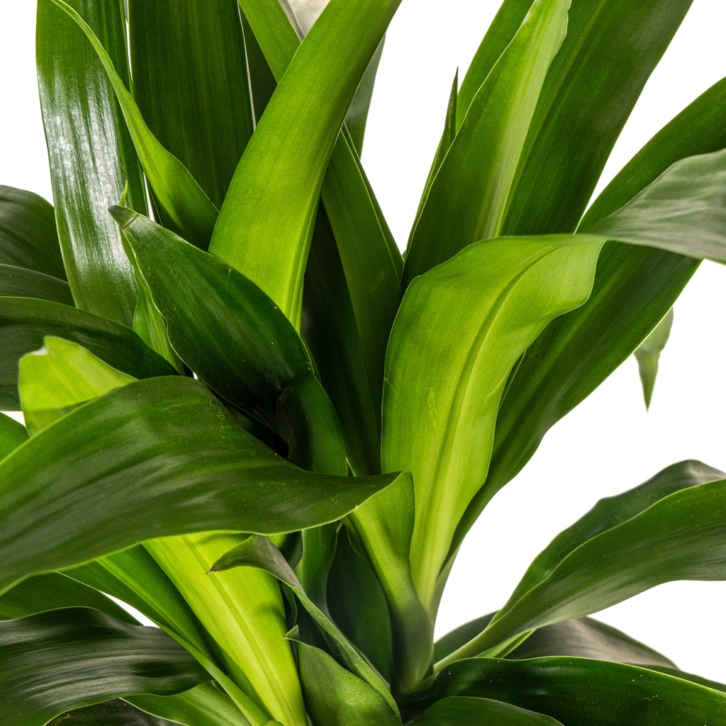 Dracaena Deremensis Lisa (arbre dragonnier) – Ø19 cm, 70–90 cm de haut