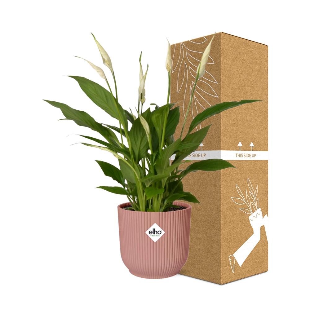 Spathiphyllum 12 Cm Torelli in ELHO Vibes Fold 14cm roze (lepelplant) – 45 cm hoog