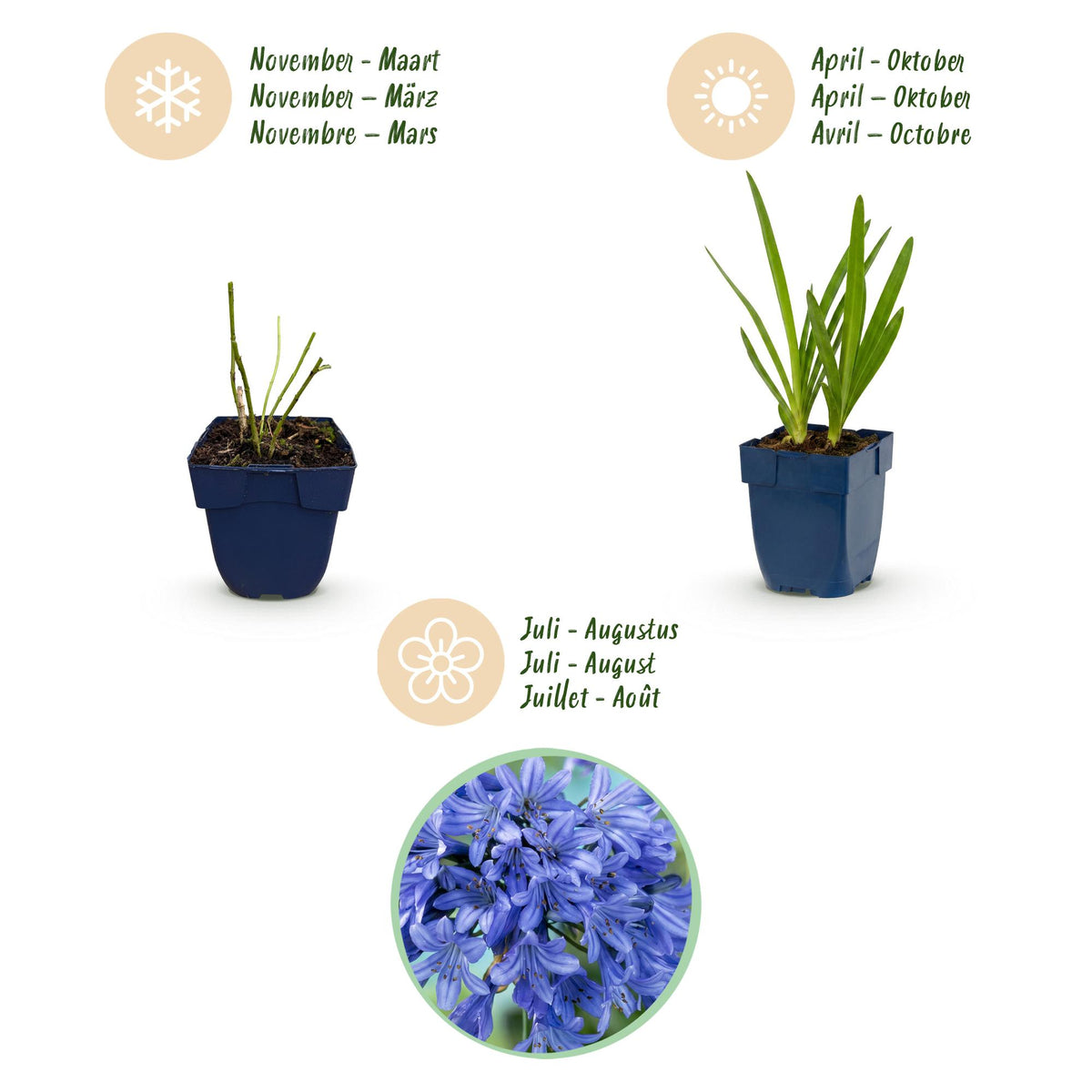 Agapanthus africanus (African lily) – blue – 24 plants, Ø11 cm, 15–25 cm high – photo 4