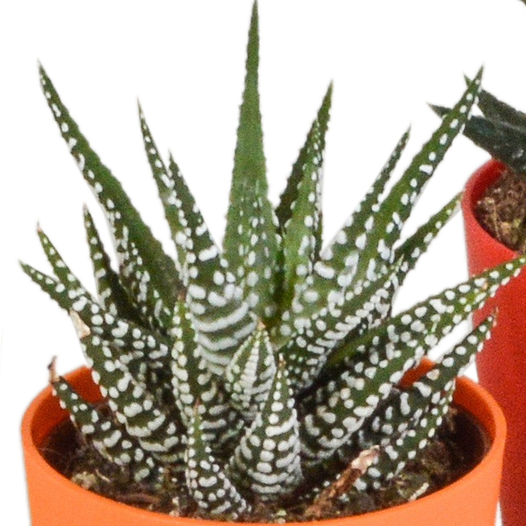 Gasteria/Haworthia mix – Ø6 cm, 16 cm hoog
