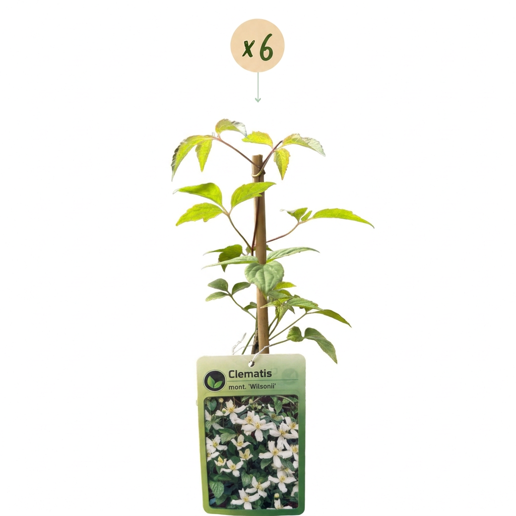 Clematis montana 'Wilsonii' (Waldrebe) – weiß – 6 Pflanzen, Ø 9 cm, 35 cm hoch – Bild 2