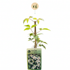 Clematis montana 'Wilsonii' (Waldrebe) – weiß – 6 Pflanzen, Ø 9 cm, 35 cm hoch