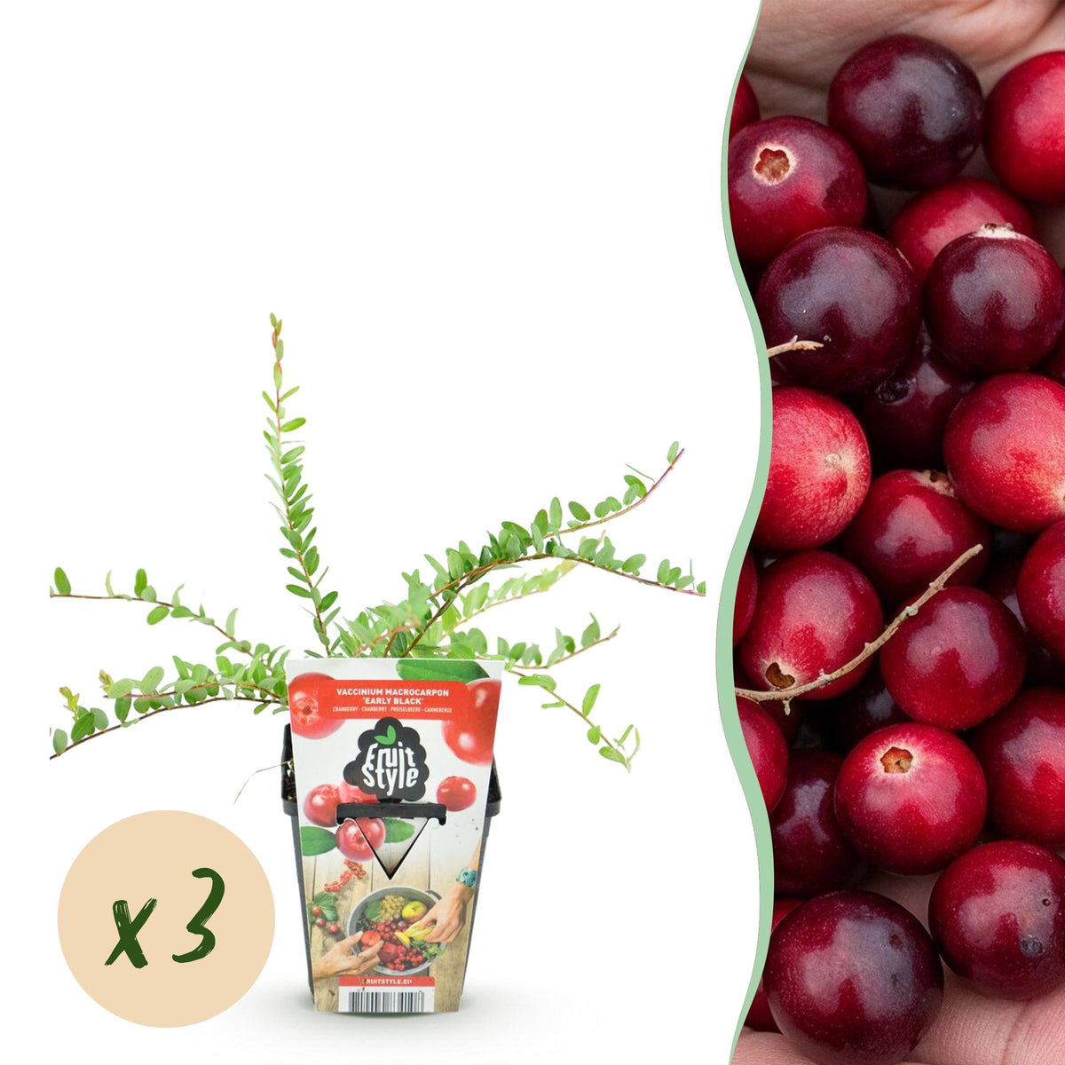 Vaccinium macrophylla 'Early Black' (blauwe bes) – 3 planten, Ø9 cm, 35 cm hoog