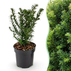 Taxus baccata (if bien-aimé) – 16 plants, Ø9 cm, 20–30 cm de haut