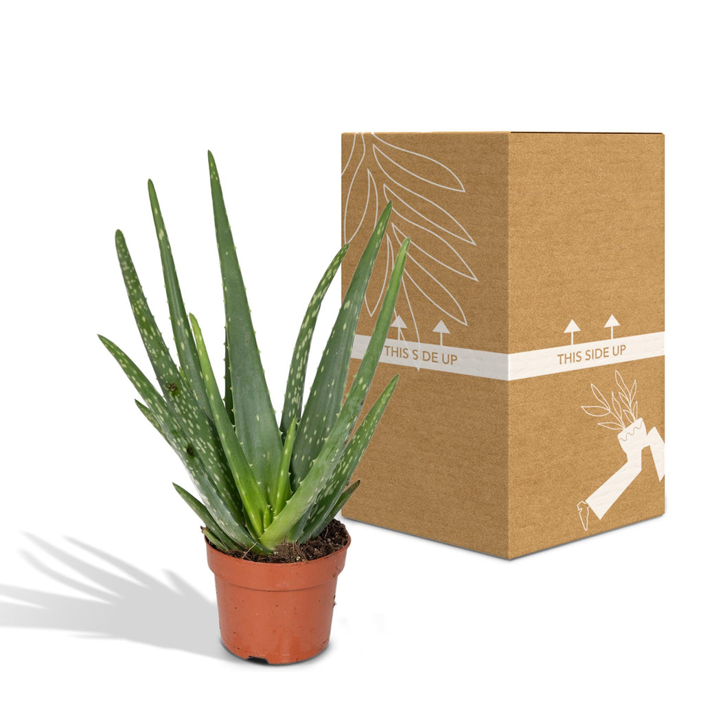 Aloe vera – Ø12 cm, 40 cm høj