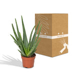 Aloe vera – Ø12 cm, 40 cm høj
