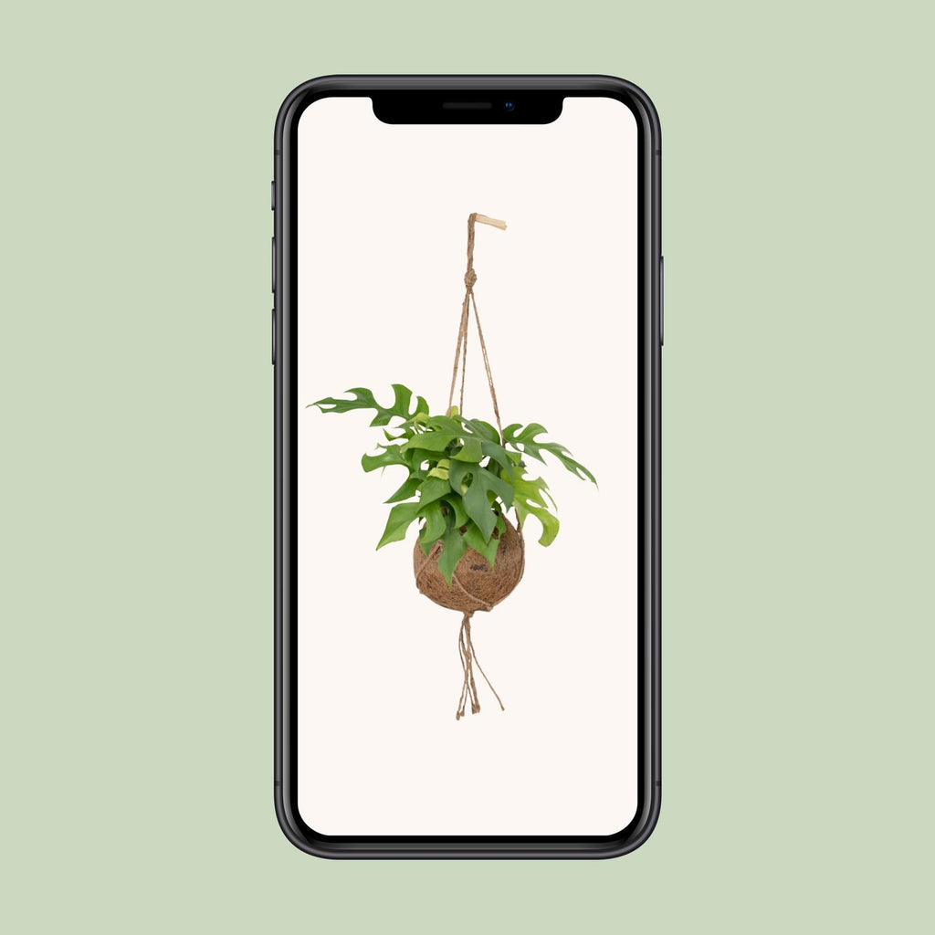 Monstera Minima Hängepflanze (Mini-Monstera) als Kokodama (Kokosfaserball) – Ø 15 cm, 25 cm hoch – Bild 8