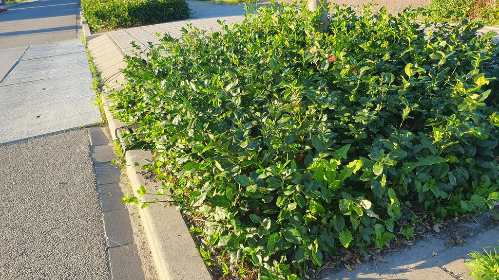 Euonymus fort. 'Coloratus' (burning bush) – 24 plants, Ø9 cm, 10–25 cm high – photo 8