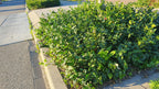 Euonymus fort. 'Coloratus' (burning bush) – 24 plants, Ø9 cm, 10–25 cm high