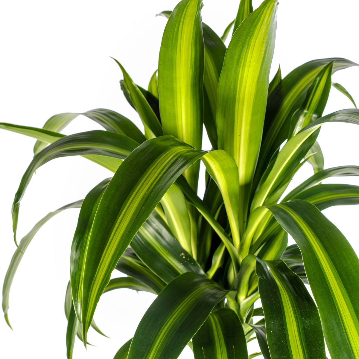 Dracaena Deremensis Hawaiian Sunshine (drakenboom) met mand – Ø24 cm, 130–150 cm hoog