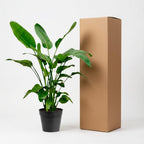 Strelitzia nicolai (hvid paradisfugleblomst) – Ø21 cm, 150 cm høj