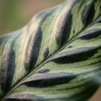 Calathea makoyana – Ø 19 cm, 70 cm hoch