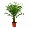 Phoenix Roebelenii op stam (dwergdadelpalm) – Ø21 cm, 100 cm hoog