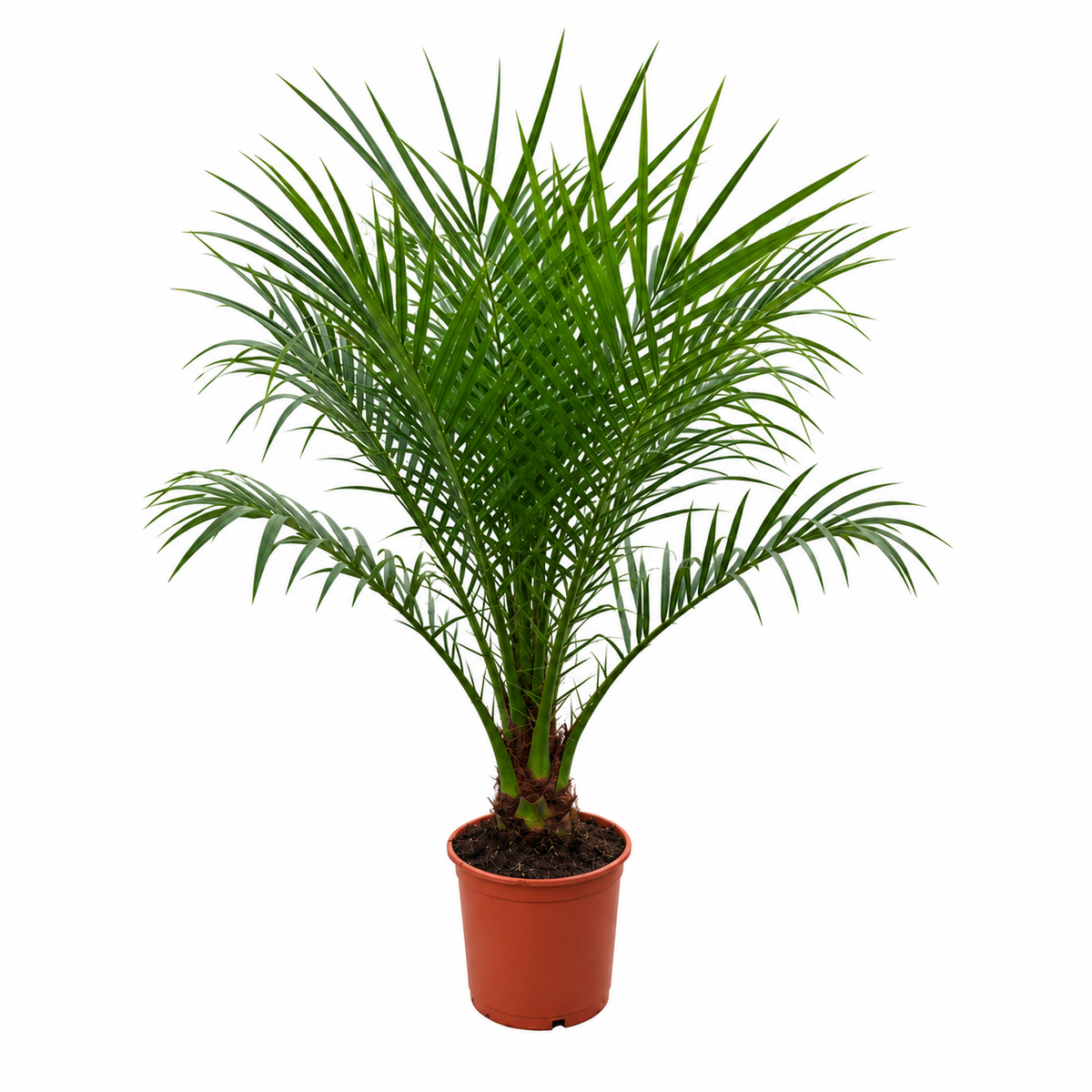 Phoenix Roebelenii op stam (dwergdadelpalm) – Ø21 cm, 100 cm hoog