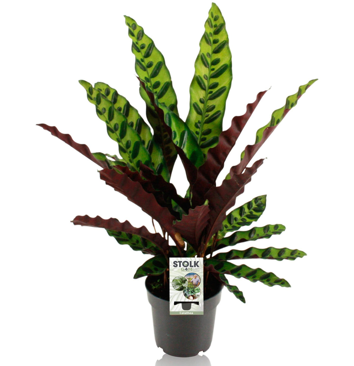 Calathea Lancifolia Insignis – Ø 14 cm, 45 cm hoch