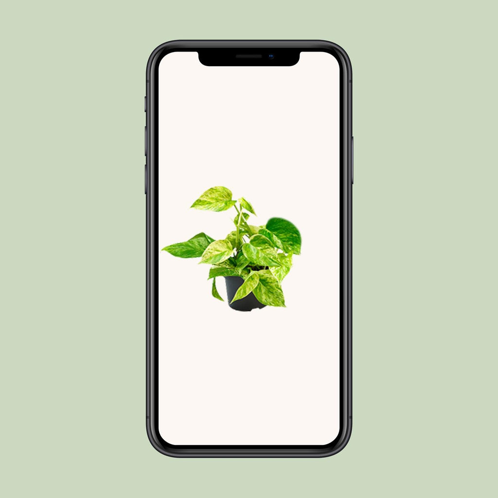 Epipremnum Marble Queen (scindapsus) – Ø15 cm, 25 cm høj