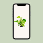 Epipremnum Marble Queen (scindapsus) – Ø15 cm, 25 cm høj