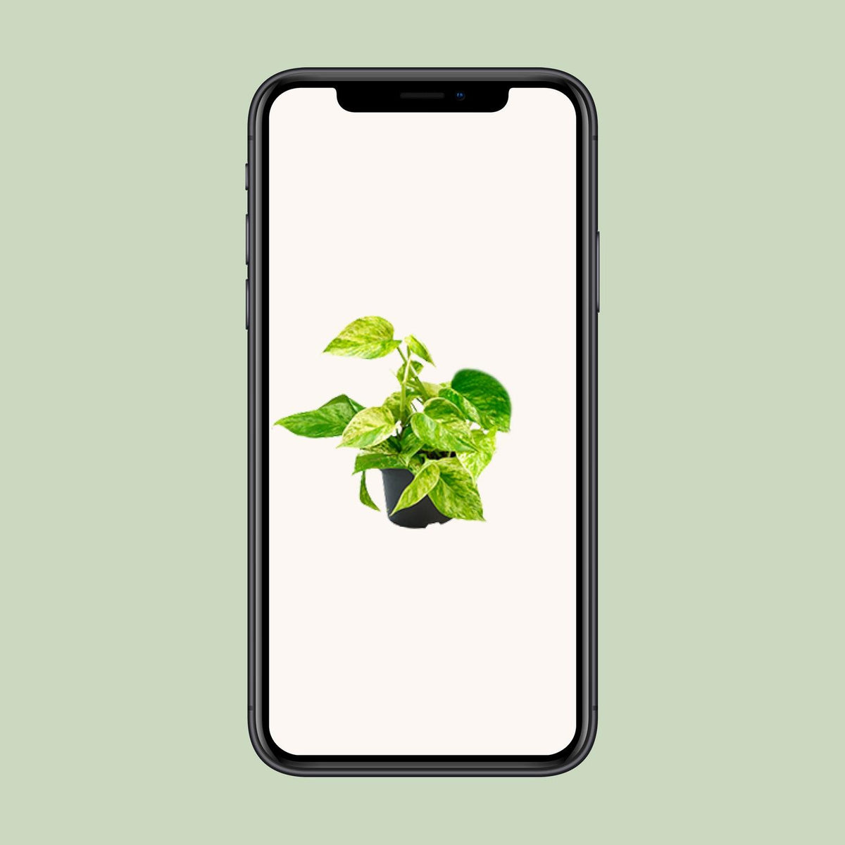 Epipremnum Marble Queen (scindapsus) – Ø15 cm, 25 cm høj