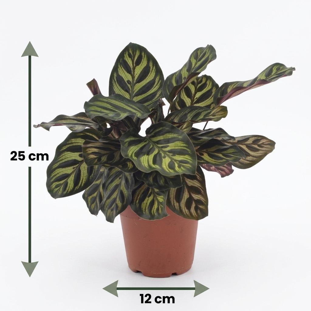 2× Calathea makoyana mit Korb – Ø12 cm, 25 cm hoch