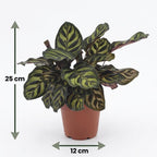 2× Calathea makoyana mit Korb – Ø12 cm, 25 cm hoch