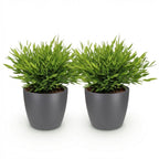 2× Bamusa Pogonatherum Monica (bambou nain) en pot décoratif gris – Ø12 cm, 20 cm de haut