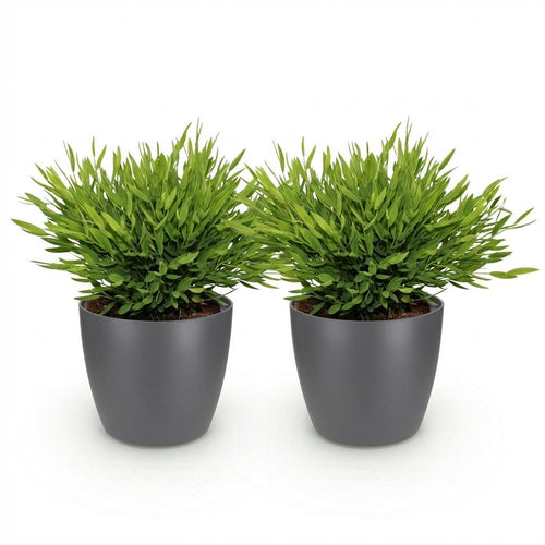 2× Bamusa Pogonatherum Monica (Bambusgras) im grauen Tontopf – Ø 12 cm, 20 cm hoch