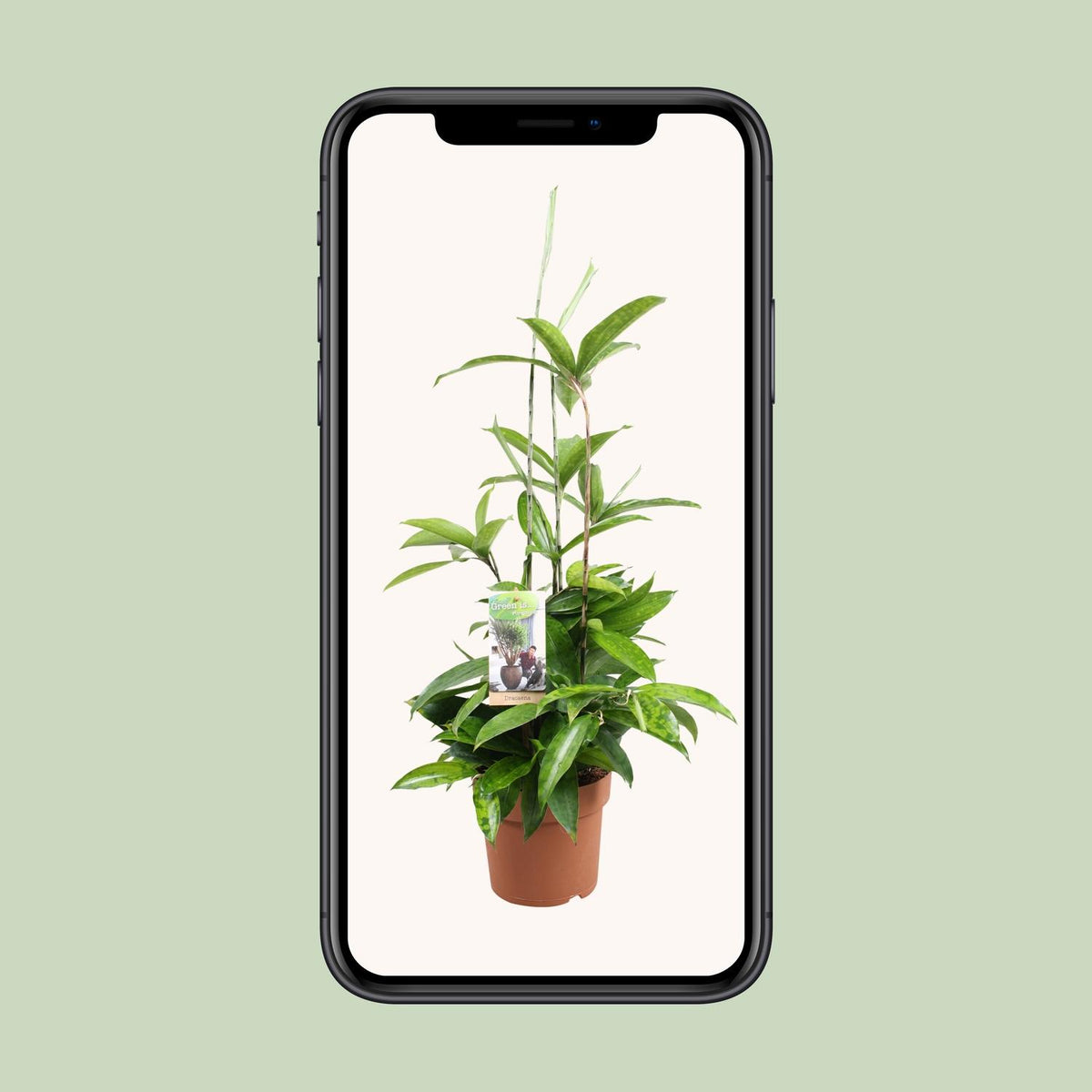 Dracaena Surculosa (drakenboom) – Ø17 cm, 55 cm hoog