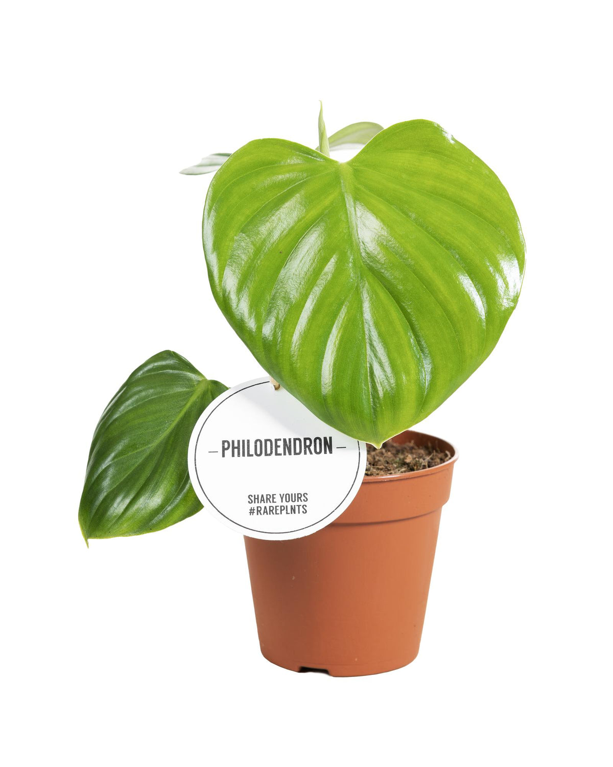Philodendron Pittieri – Ø 12 cm, 30 cm hoch
