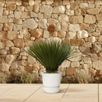 Yucca rostrata (without decorative pot) – Ø30 cm, 70 cm high