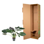 Alocasia Wentii (Elefantenohr) – Ø32 cm, 120 cm hoch
