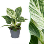 Philodendron White Measure – Ø6 cm, 10 cm høj