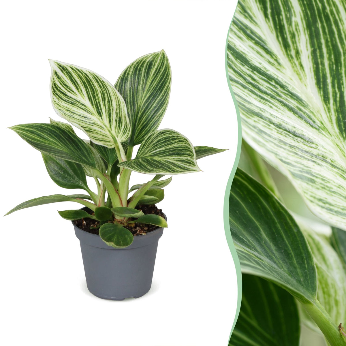 Philodendron White Measure – Ø6 cm, 10 cm høj