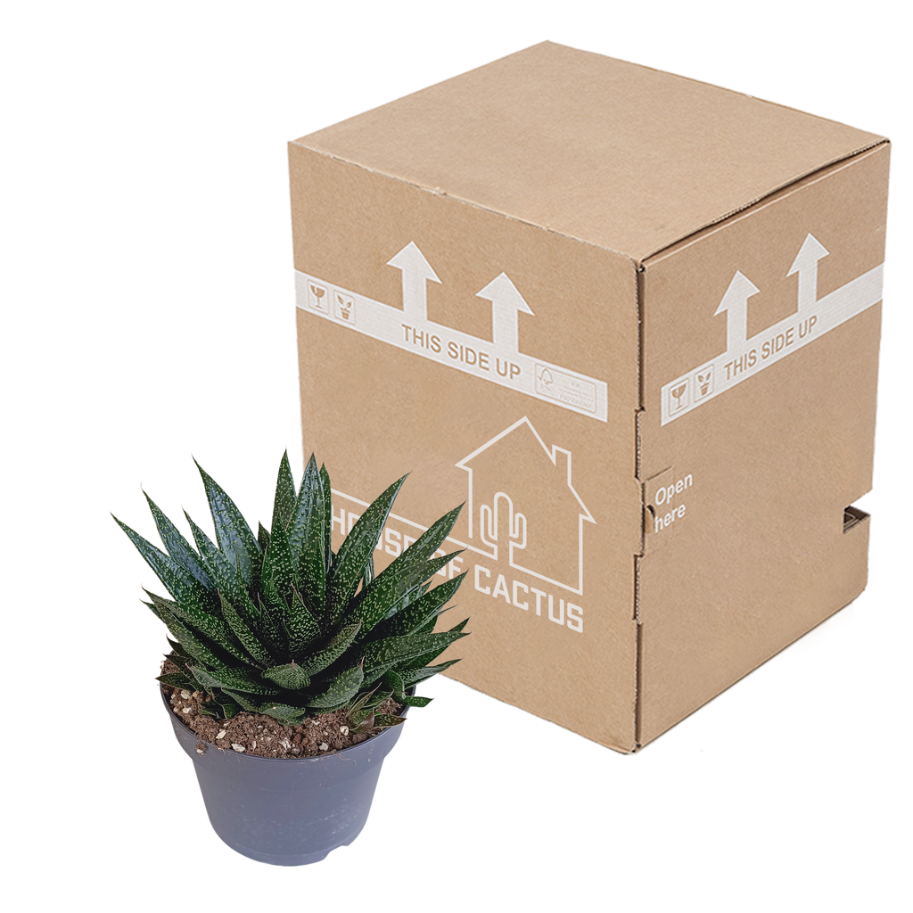 Gasteria 'd Due (Haworthia) – Ø17 cm, 35 cm høj